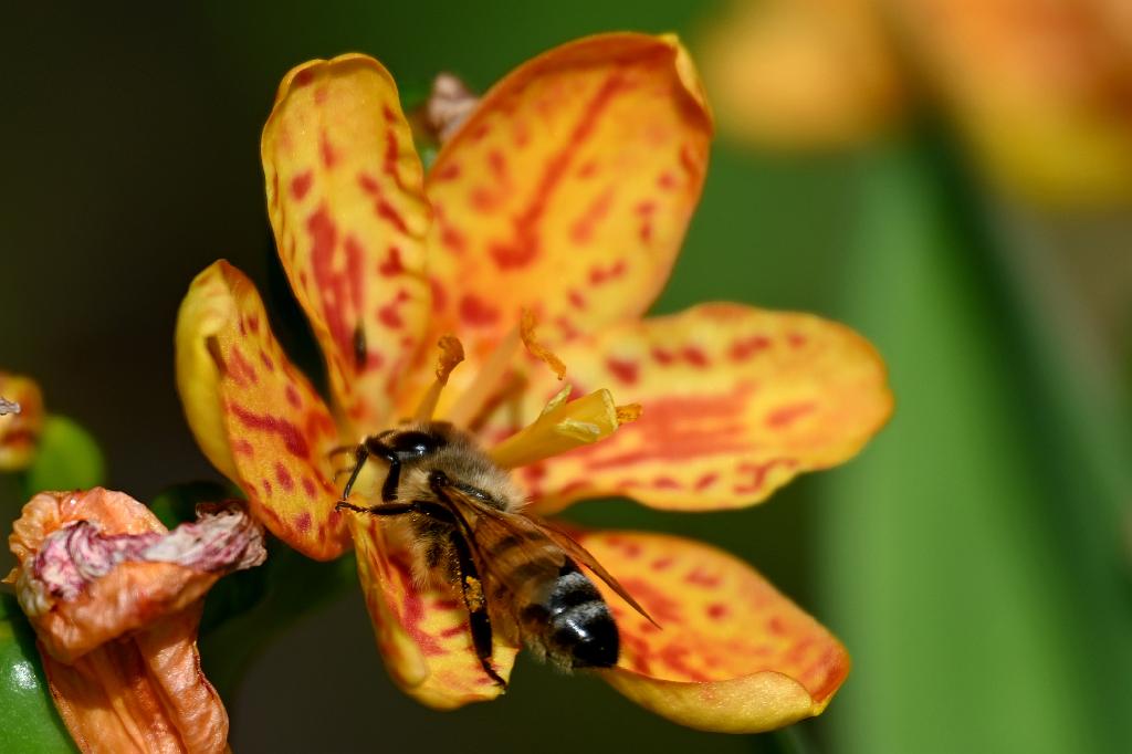 2025-08150091 Tower Hill Botanic Garden, MA.JPG - Honey Bee on Blackberry Lily. New England Botanic Garden at Tower Hill, MA, 8-15-2025